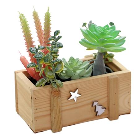 Trebasengkurv sukkulent kombinasjon bonsai simulering