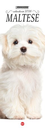 Maltese. Calendario 2026. Long