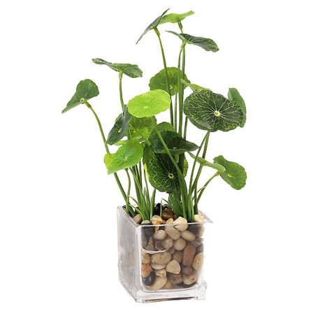 Glasflaske Firkløvers Eviggrøn Simuleret Grøn Plante Pottet Dekoration Hjem Dekoration Skrivebords Dekoration