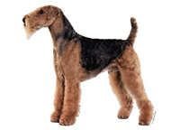 Airedale terrier stående - klistremerker