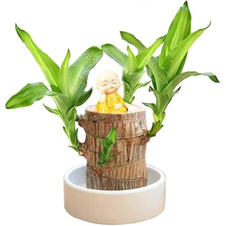 Hydroponisk Brasiliansk Lykketræ, Miniature Indendørs Bambusplante til Kontorbord, Levende Feng Shui Indretning, Nem Vækst Munk - Tilfældig 10cm
