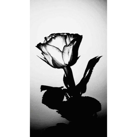 Vit Blomma Tavla 30×40 CM