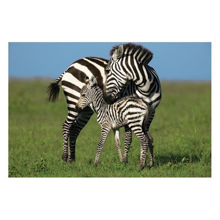 Zebra love