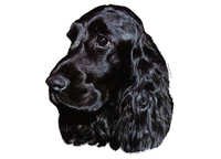 Cocker spaniel svart - klistremerker