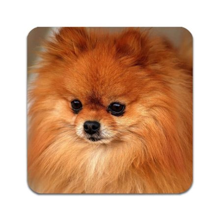 2 ST Hund Pomeranian Underlägg