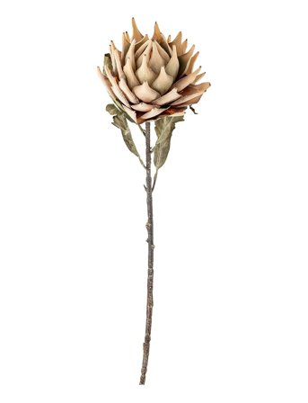 Bloomingville Protea Stem - Beige - H76CM