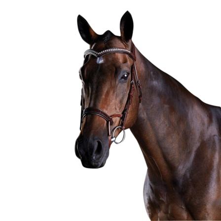 Collegiate Comfitec Lackträns Varmblodig Brun