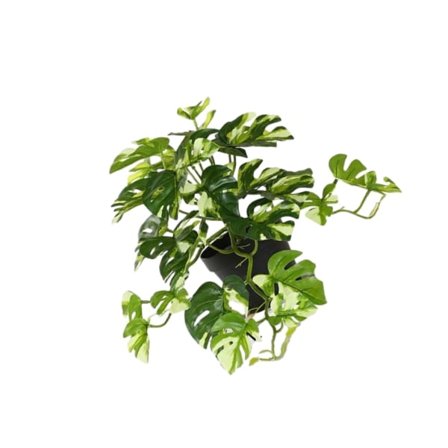 IC 100: Konstgjorda blommor, konstgjorda växter, stora torkade veteblommor, vitgrön med kruka, 1 st