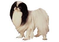 Japanese chin - klistremerker