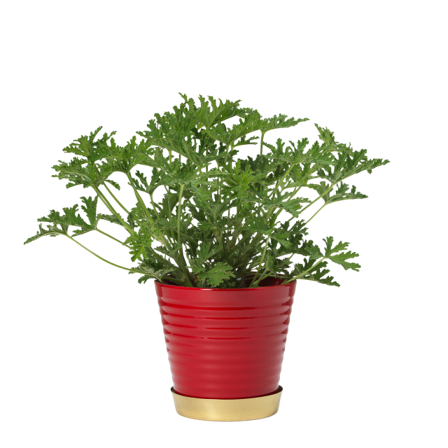 In Flore Lena Blomkruka Och Fat Krukor & vaser Röd 17 cm