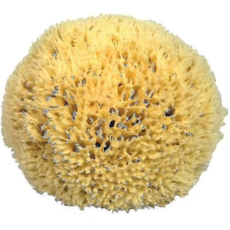 P110 Natursvamp Fra Middelhavet 11 Cm