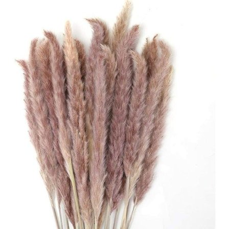 30 stk. Pampasgræs 60cm Naturlig Pampas Blomster Tørret Buket til Vase