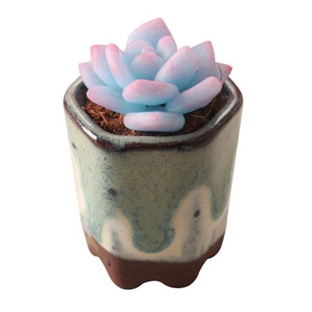 Dockhus Suckulent Bonsai Miniatyrplanta Potted 7 7