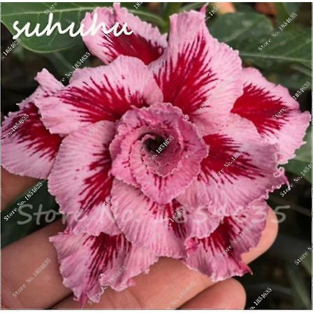 Desert Rose Flower Adenium Lily Rose