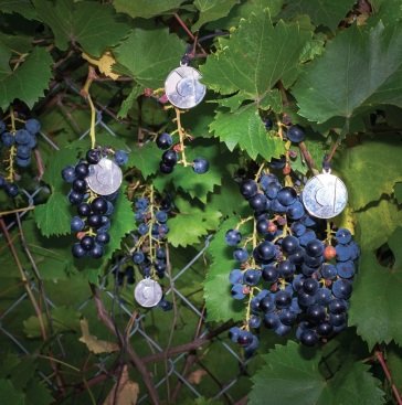 Presents AMERICAN CREAM BAND