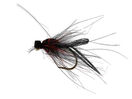 Bibio Pomonae Black TMC 2487 #14