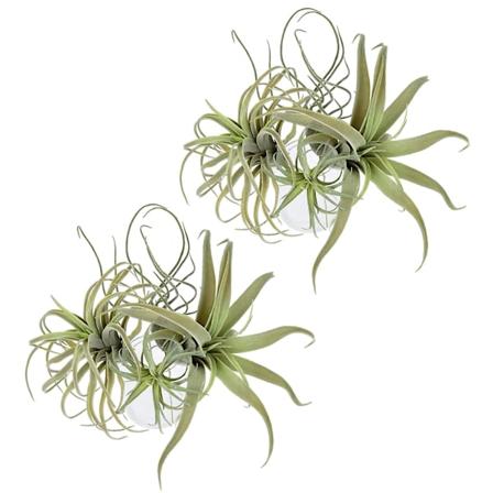 8-pakke kunstig ananasgress luftplanter falske blomster faux flokking tillandsia bromelia hjem G