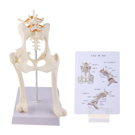 Hunde Lumbal Hofteled med Femur Model Undervisning Anatomi Skelet Display