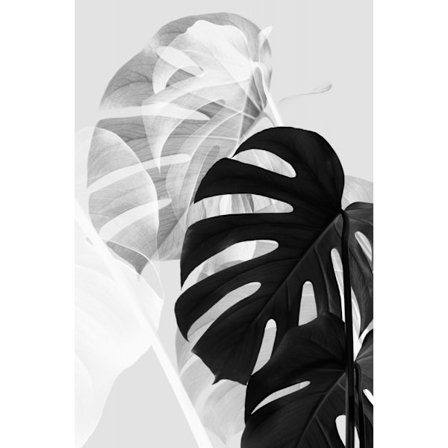Monstera Black And White