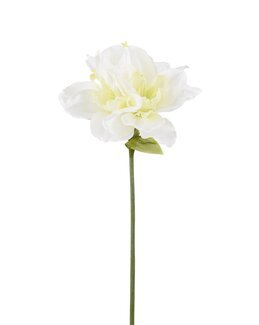 Konstväxt Amaryllis 1-pack - Jul - Mr Plant