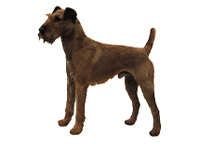 Irsk terrier - klistremerker