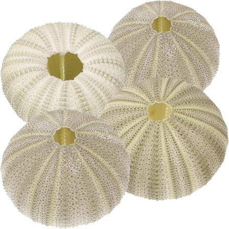 Heminredning 4-pakning Naturlig Kråkebolle Skall Dekor, Kråkebolle Skjell Dekorativ for Hjemmeinnredning, Strandhåndverk (Tilfeldig Farge) 