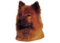 Eurasier - klistremerker