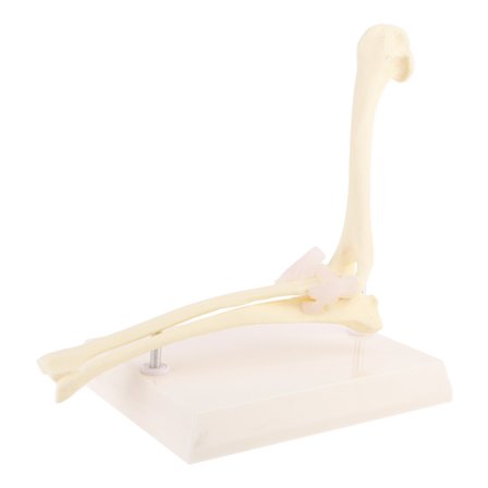 Hunde Albueledd Modell Veterinær Undervisning Forskning Dyreutstilling Gaver