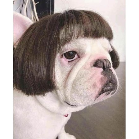 Morsom hund og katt cosplay parykk, hodeplagg kostyme leketøy, kjæledyr kostyme, katt kostyme Halloween (svart brunt rett hår)