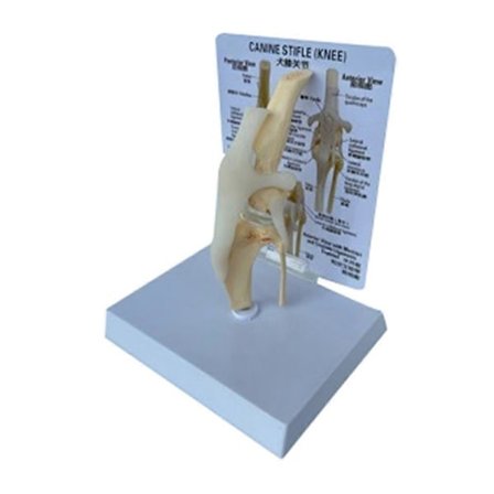 Hunde Kneleddmodell - Anatomisk Modell av Hundeskjelett