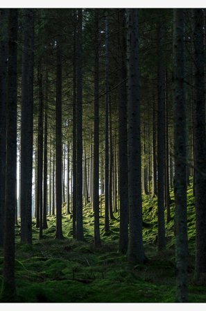 Venture Home - Poster Woods - Svart - Posters - 70X100 - Från Homeroom
