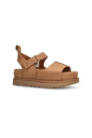 Goldenstar Hi Chestnut 40