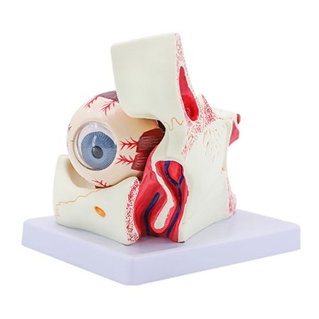 Øjeæble Anatomimodel til Studier af Øjensygdomme, 6X Menneskeligt Øje Anatomimodel Øje Anatomimodel Menneskelige Organer Undervisningsrekvisit