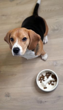 Paikka Slow Feed Bowl, Svart - S