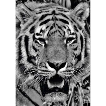 Poster Tiger gråskala A4