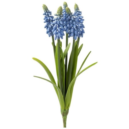 Pärlhyacint Blå - Bukett 30 cm