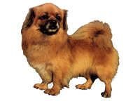 Tibetansk spaniel - klistremerker