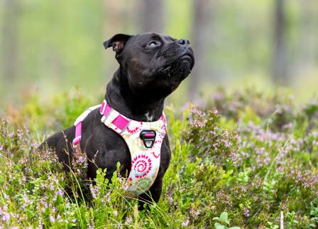 DOG REVOLUTION - SAFE-WALK COMFORT 2 HUNDSELE LIMITED ED