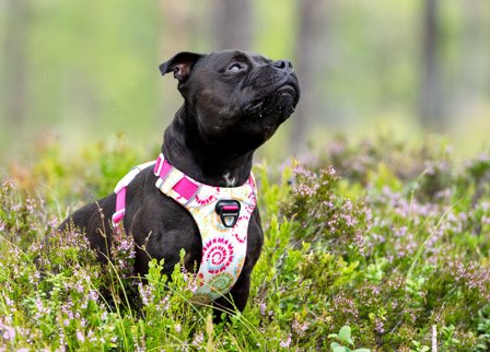 DOG REVOLUTION - SAFE-WALK COMFORT 2 HUNDSELE LIMITED ED