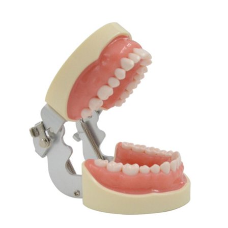 Dental Typodont Tandmodel Dental Practice Typodont Model med 32 Aftagelige Tænder til Undervisning, Anatomisk Studiemodel