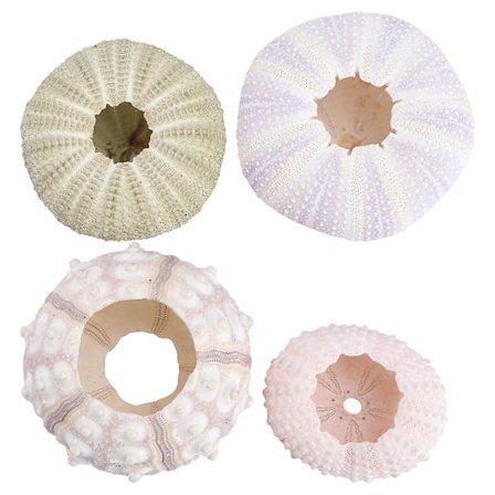 4 stk. Indendørs Levende Luftplanter Havpindsvin Havskaller Havpindsvin Skal Naturlig Havpindsvin Skal Dekoration