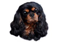 Cavalier King Charles Spaniel Black & Tan - klistremerker