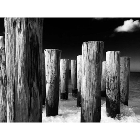 Träd Affisch 50×70 CM