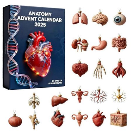 For julekalender 2025 Unikt anatomi-tema for pedagogisk moro for legekontorutstilling (FMY)