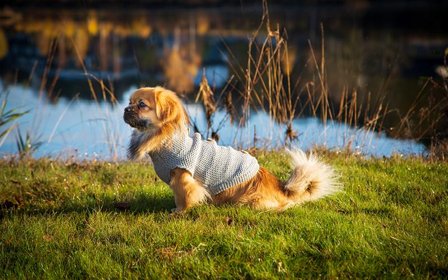 Hundedekken strikkegenser 45cm Buttons