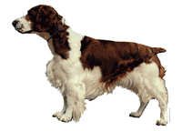 Welsh springer spaniel - klistremerker