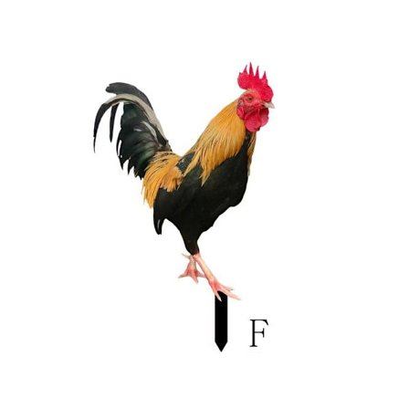 Hane statuer Skulpturer Kyllingdekorasjoner F F