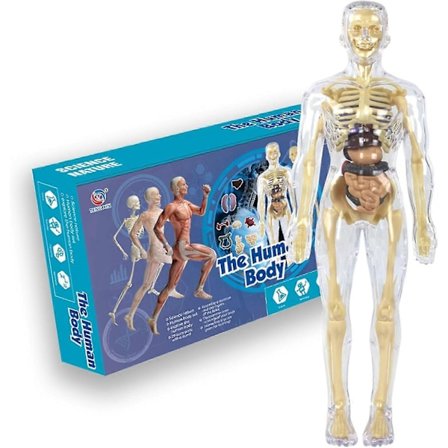 3D Menneskekrop Torso Model til Børn Anatomi Model Skelet, Videnskabelig Anatomisk Menneskelig Skeletmodel med Aftagelige Dele Børn Tidlig Læring [D]