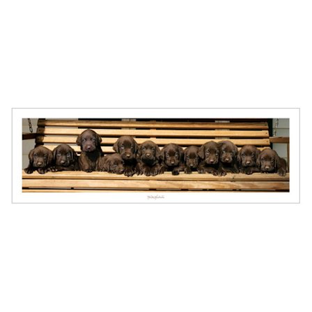 Keith Kimberlin - Chocolate Labradors