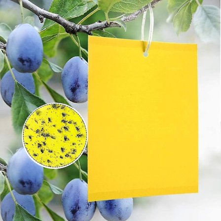 Paket med 20 gula klistermärken, gula pluggar mot körsbärsfruktfluga, gula fälla flugfälla för trädgårdsväxtskydd och skadedjursbekämpning (FMY)